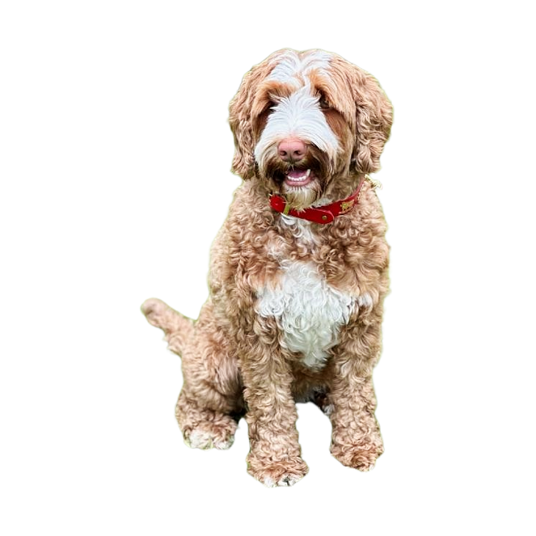 Dog articles